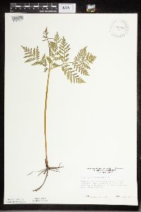 Botrypus virginianus image