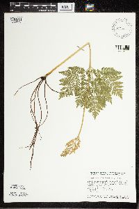 Botrypus virginianus image