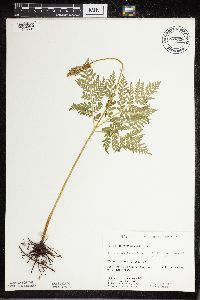 Botrypus virginianus image