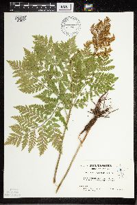 Botrypus virginianus image