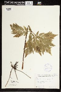 Botrypus virginianus image