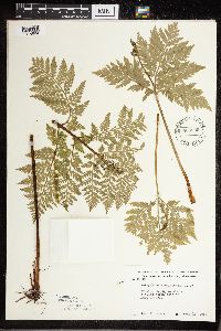 Botrypus virginianus image