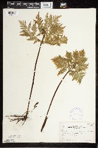 Botrypus virginianus image