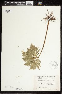 Botrypus virginianus image