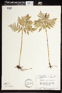 Botrypus virginianus image