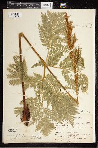 Botrypus virginianus image