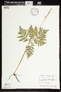 Botrypus virginianus image