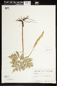 Botrypus virginianus image