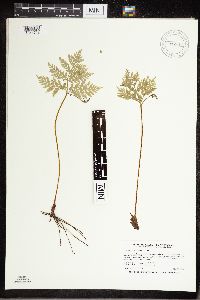 Image Associated With the Occurrence