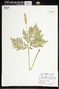 Thumbnail image of current specimen