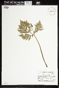 Image Associated With the Occurrence