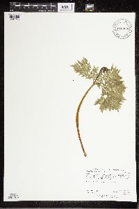 Image Associated With the Occurrence