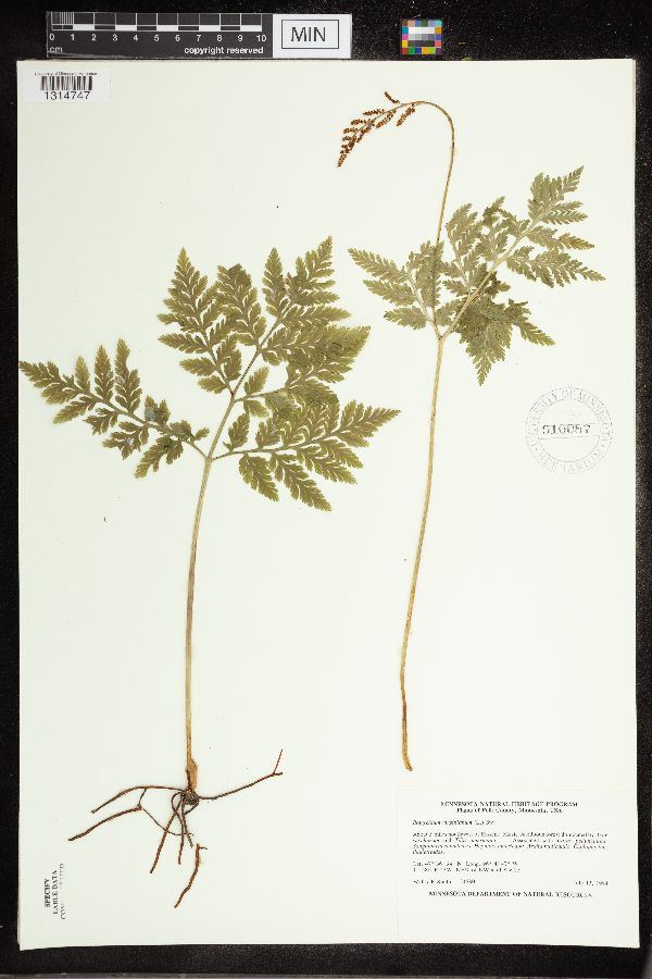 Botrypus virginianus image