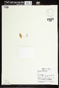 Thumbnail image of current specimen