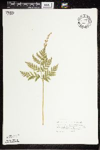 Botrypus virginianus image