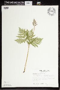 Botrypus virginianus image