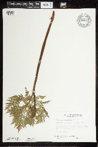 Botrypus virginianus image