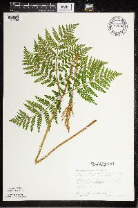 Botrypus virginianus image