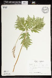 Botrypus virginianus image