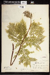Botrypus virginianus image