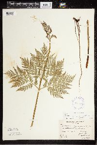 Botrypus virginianus image