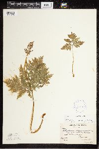 Botrypus virginianus image
