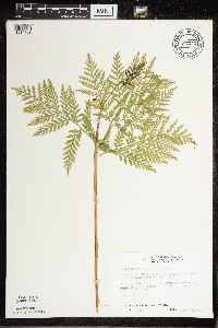 Botrypus virginianus image