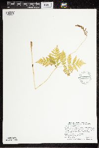 Botrypus virginianus image