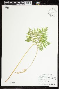 Botrypus virginianus image