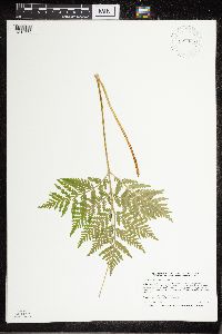 Botrypus virginianus image
