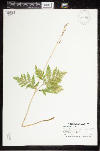 Botrypus virginianus image