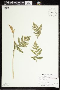 Botrypus virginianus image