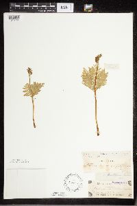 Botrypus virginianus image