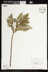 Botrypus virginianus image