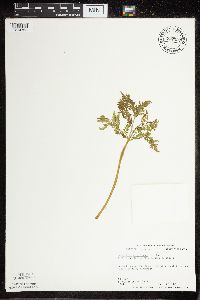 Botrypus virginianus image