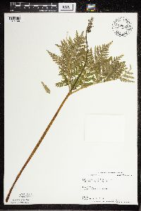 Botrypus virginianus image