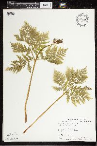 Botrypus virginianus image