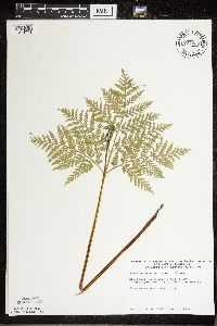 Botrypus virginianus image