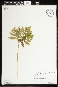 Botrypus virginianus image