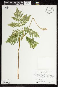 Botrypus virginianus image