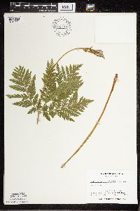 Botrypus virginianus image