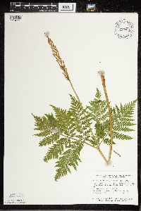 Botrypus virginianus image
