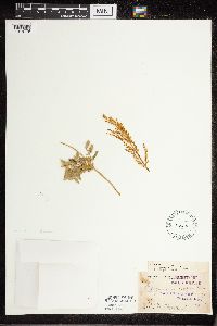 Botrypus virginianus image