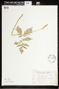 Botrypus virginianus image