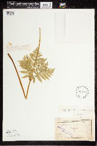 Botrypus virginianus image