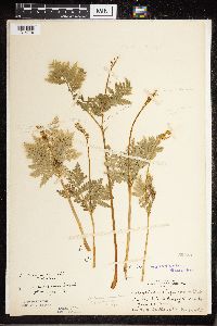Botrypus virginianus image