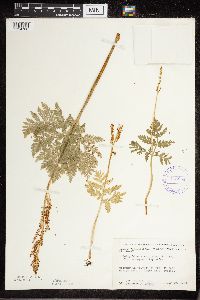 Botrypus virginianus image