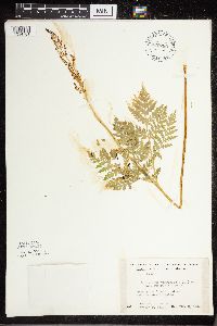Botrypus virginianus image