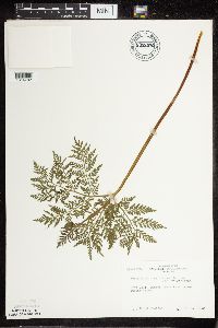 Botrypus virginianus image