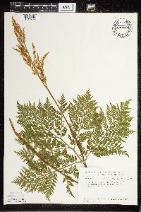 Botrypus virginianus image